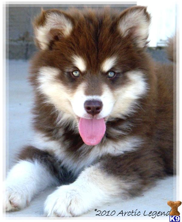 Alaskan Malamute Puppies